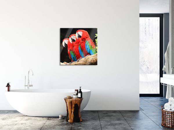 Papageien auf Ast, Glasbild Quadratisch Mode – Bild 4