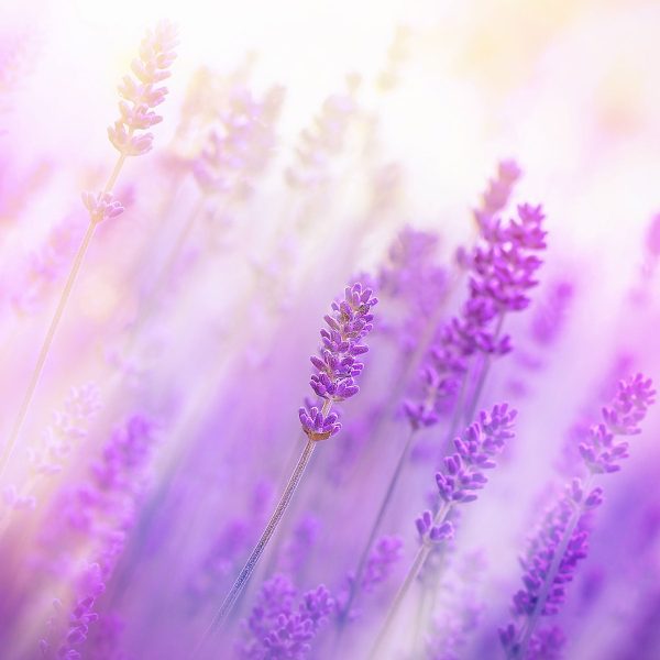 Schöner Lavendel im sanften Licht, Glasbild Quadratisch Rabatt – Bild 5