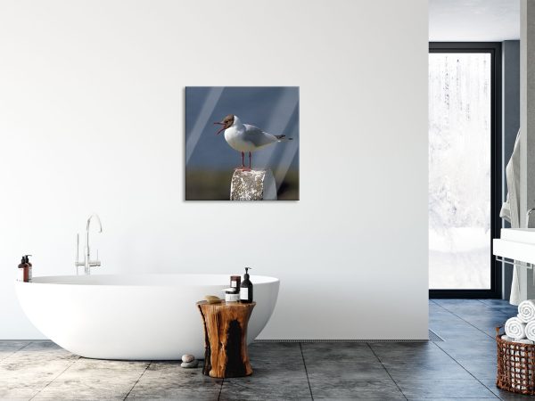 kleine Lachmöwe, Glasbild Quadratisch Rabatt – Bild 4