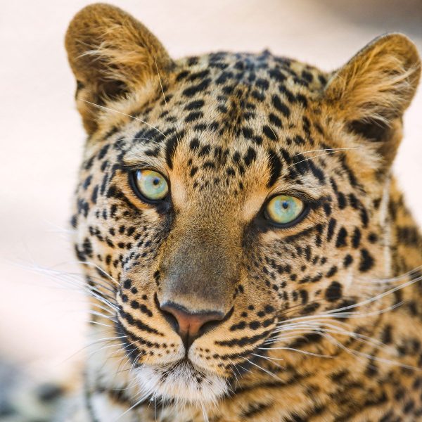 schöner Leopard, Glasbild Quadratisch Im Angebot – Bild 5