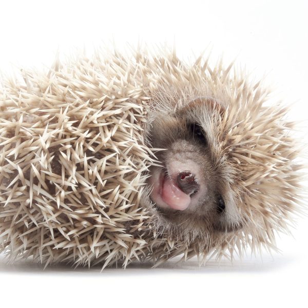kleiner niedlicher Baby Igel, Glasbild Quadratisch Zu verkaufen – Bild 5
