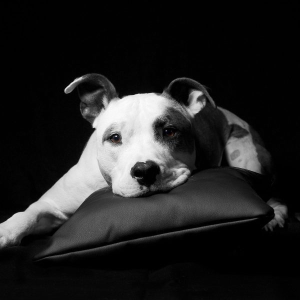 American Staffordshire auf Kissen, Glasbild Quadratisch Rabatt – Bild 5
