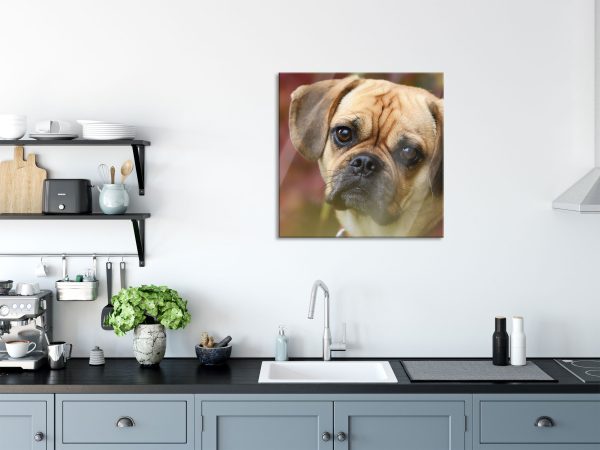 Mops Welpe, Glasbild Quadratisch Jetzt online – Bild 3