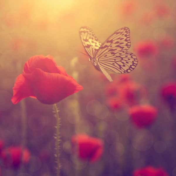 Mohn und Schmetterling, Glasbild Quadratisch Online-Verkauf – Bild 5