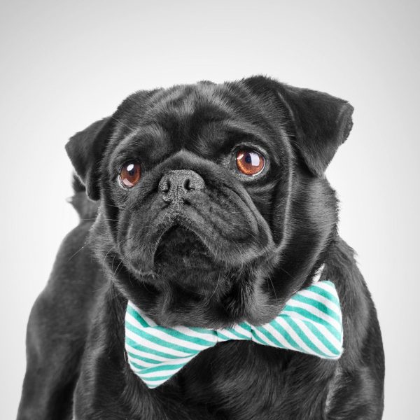 Mops mit lustig gestreifter Fliege, Glasbild Quadratisch Jetzt online – Bild 5