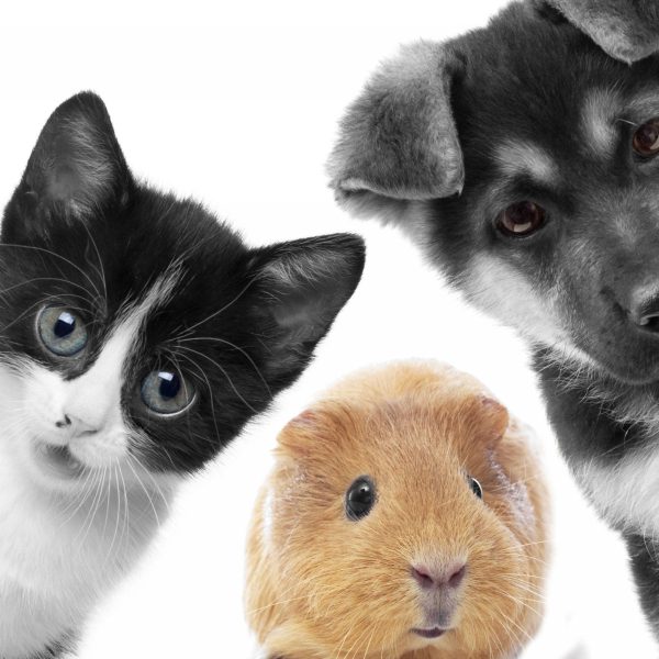 Trio Hund Katze Meerschweinchen, Glasbild Quadratisch Im Angebot – Bild 5