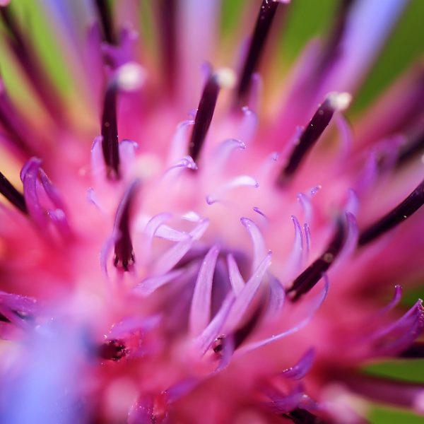 wunderschöne lila Blume im Fokus, Glasbild Quadratisch Online-Schn?ppchen – Bild 5