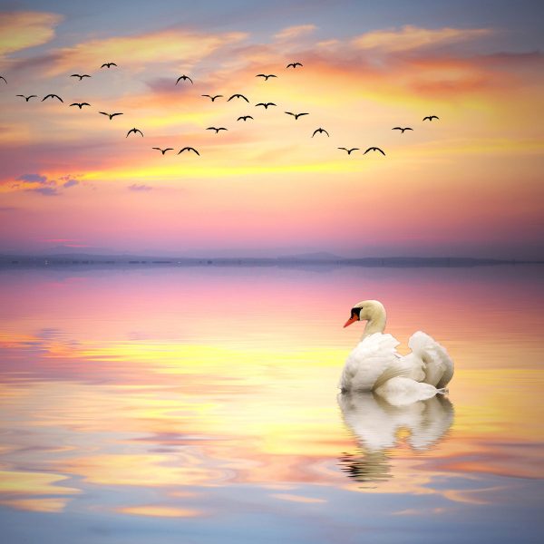 Schwan bei Sonnenuntergang, Glasbild Quadratisch Verkauf – Bild 5