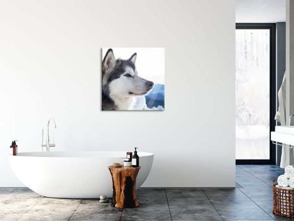 Süßer Husky im Schnee, Glasbild Quadratisch Online-Schn?ppchen – Bild 4