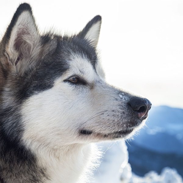 Süßer Husky im Schnee, Glasbild Quadratisch Online-Schn?ppchen – Bild 5