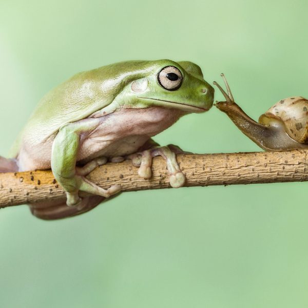der Frosch und die Schnecke, Glasbild Quadratisch Angebot – Bild 5